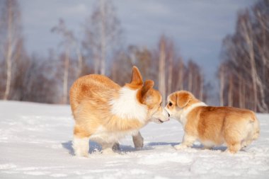 Çok sevimli kırmızı cins galce corgi pembroke köpek aile outdo yürümek