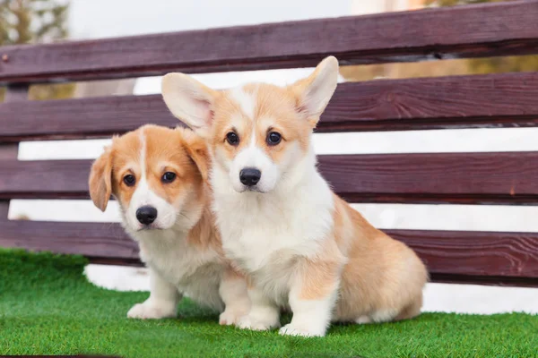 Cute red welsh corgi pembroke puppies on the grass, walk outdoor — Stock Photo, Image