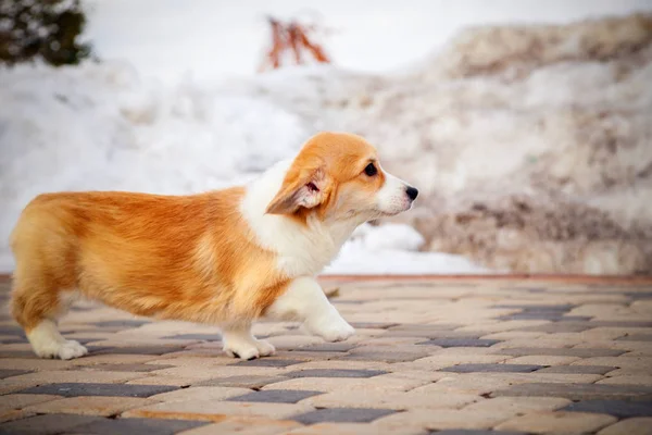 Cachorro de divertido rojo galés corgi pembroke caminar al aire libre, correr, havin — Foto de Stock