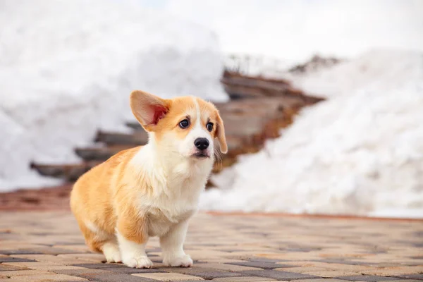 Welpe von lustig rot walisischen corgi pembroke walk outdoor, run, havin — Stockfoto