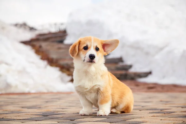 Puppy of funny red welsh corgi pembroke walk outdoor, run, havin — Stock Photo, Image