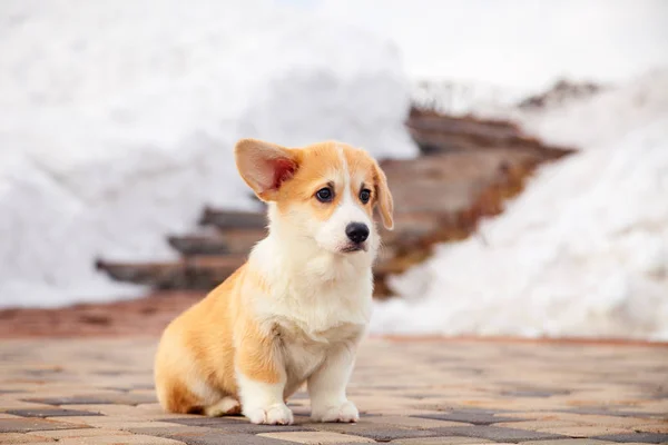 Cachorro de divertido rojo galés corgi pembroke caminar al aire libre, correr, havin — Foto de Stock