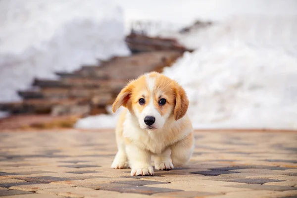 Welpe von lustig rot walisischen corgi pembroke walk outdoor, run, havin — Stockfoto