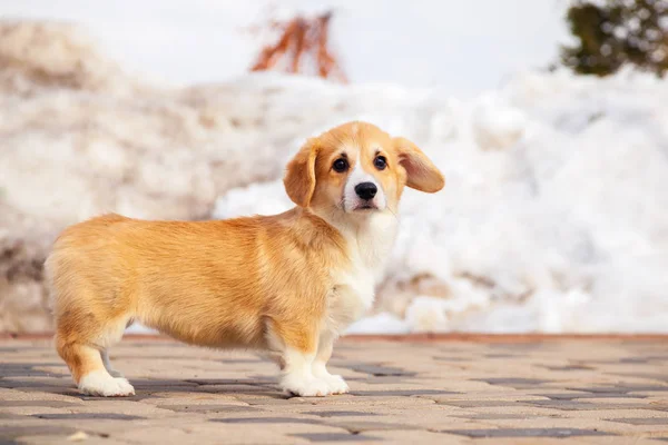 Cute red welsh corgi pembroke puppy walk outdoor, run, having fu — Stock Photo, Image