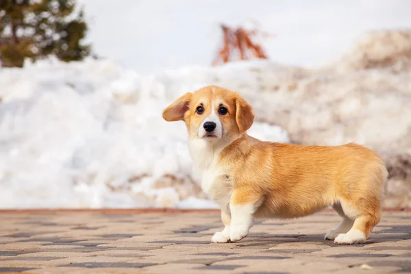 Niedlichen roten walisischen Corgi pembroke Welpen gehen im Freien, laufen, haben fu — Stockfoto