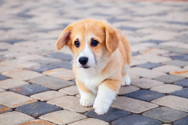 かわいい赤いウェールズのコーギーペンブローク子犬は屋外を歩き、走り、フーを持っています — ストック写真