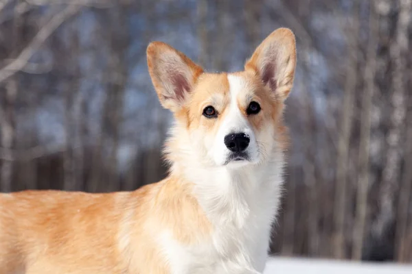 Erwachsene rote walisische Corgi pembroke Spaziergang im Freien, laufen, Spaß haben in — Stockfoto