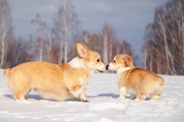 Çok sevimli kırmızı cins galce corgi pembroke köpek aile outdo yürümek