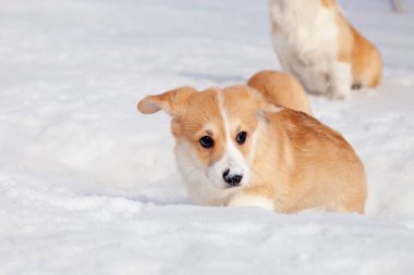 Çok sevimli kırmızı cins galce corgi pembroke köpek aile outdo yürümek
