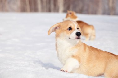 Çok sevimli kırmızı cins galce corgi pembroke köpek aile outdo yürümek
