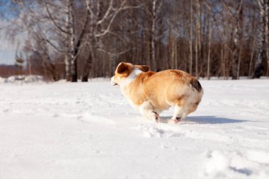 Komik kırmızı galce corgi pembroke Köpek açık yürümek, koşmak, havin