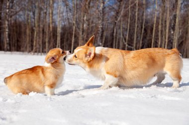 Kırmızı ailesi çok cins galce corgi pembroke köpek aile yürüyüş 