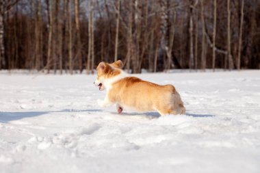 Komik kırmızı galce corgi pembroke Köpek açık yürümek, koşmak, havin