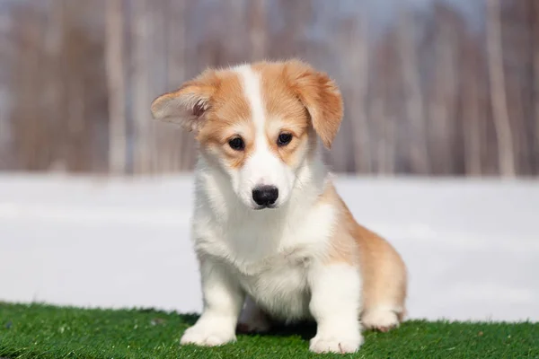 Cute red welsh corgi pembroke puppy on the grass, walk outdoor, — Stock Photo, Image