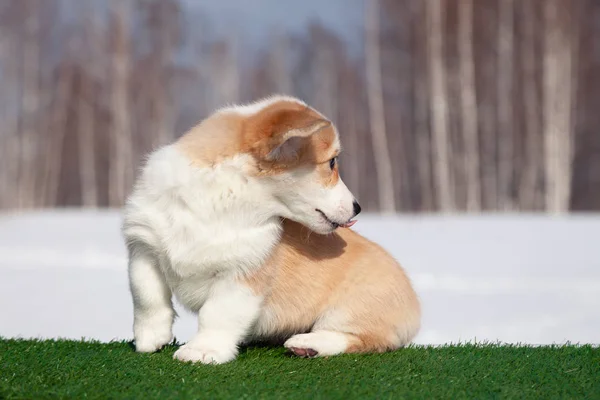 草の上にかわいい赤いウェールズのコーギーペンブローク子犬、屋外を歩く, — ストック写真