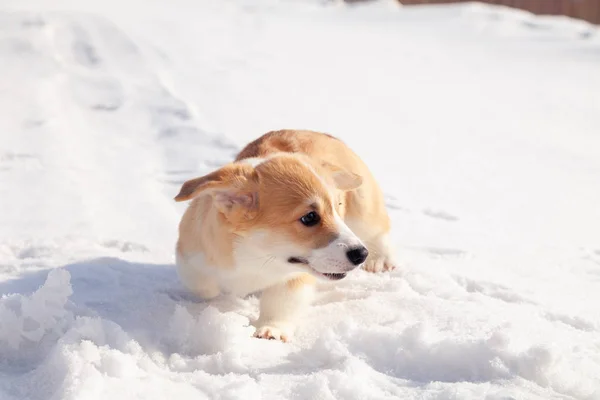 Cute red puppy welsh corgi pembroke walk outdoor, run, having fu — Stock Photo, Image