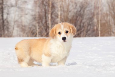 Sevimli kırmızı köpek galce corgi pembroke açık yürüyüş, koşmak, fu sahip