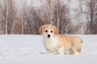 Sevimli kırmızı köpek galce corgi pembroke açık yürüyüş, koşmak, fu sahip