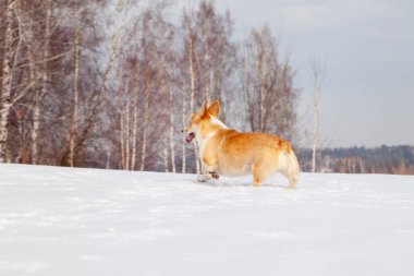 Yetişkin kırmızı galce corgi pembroke açık havada yürümek, koşmak, eğlenmek 