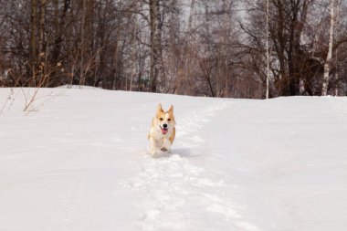 Yetişkin kırmızı galce corgi pembroke açık havada yürümek, koşmak, eğlenmek 