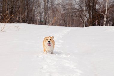 Yetişkin kırmızı galce corgi pembroke açık havada yürümek, koşmak, eğlenmek 