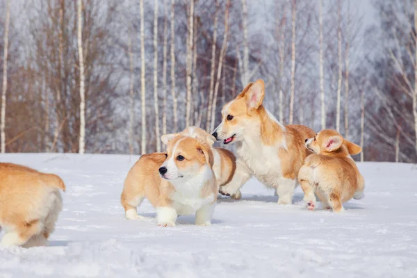 Семья из красных много породы валлийских корги Пемброк щенок семейной прогулки — стоковое фото