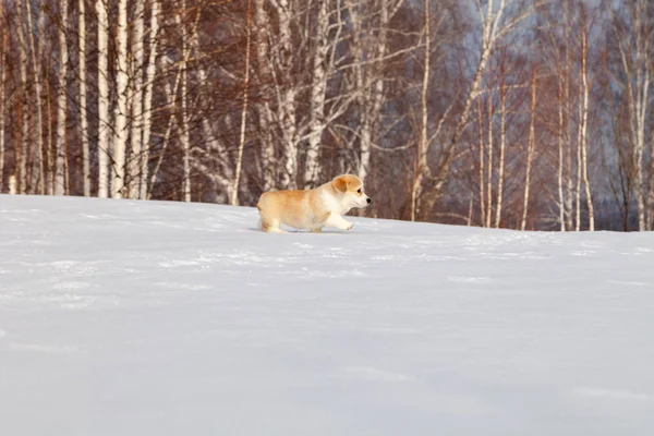 Cute red puppy welsh corgi pembroke walk outdoor, run, having fu