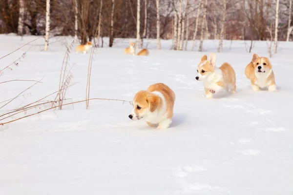 Many cute red breed welsh corgi pembroke puppy family walk outdo — Stock Photo, Image