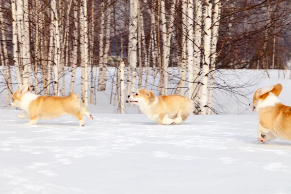 Çok sevimli kırmızı cins galce corgi pembroke köpek aile outdo yürümek