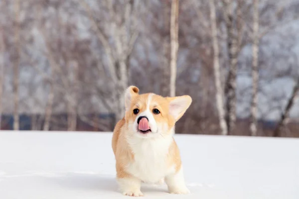 Cute red puppy welsh corgi pembroke walk outdoor, run, having fu