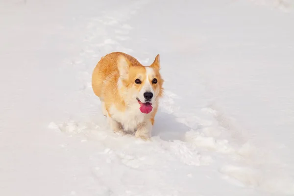 Dorosły czerwony Welsh Corgi Pembroke walk na zewnątrz, biegać, zabawy w — Zdjęcie stockowe