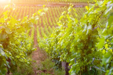 Satır yaz bağ manzaralı closeup panoramik çekim,