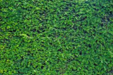 Closeup taze yeşil noel yaprakları, thuja ağaçlarının dalları üzerinde