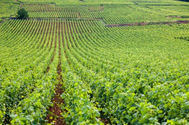 Satır yaz bağ manzaralı closeup panoramik çekim,