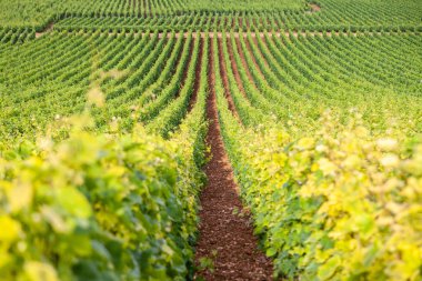Closeup panoramik çekim satırları yaz bağ manzaralı manzara, pl