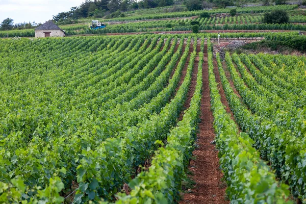 Крупный план панорамный снимок ряда летних виноградников живописный ландшафт , — стоковое фото