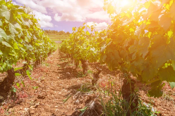 Крупный план панорамные кадры ряды летних виноградников живописный пейзаж, пл — стоковое фото