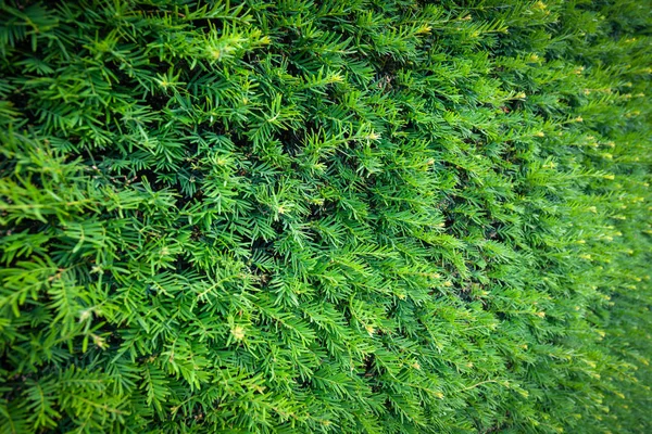 Closeup folhas de Natal verdes frescos, ramos de árvores thuja em — Fotografia de Stock
