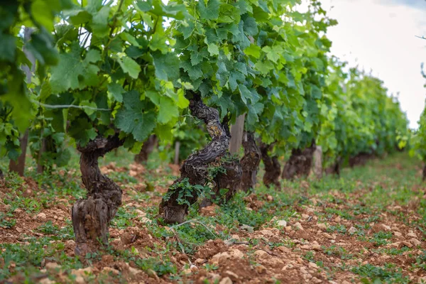 Closeup panoramic shot rows summer vineyard scenic landscape, pl — Stock Photo, Image