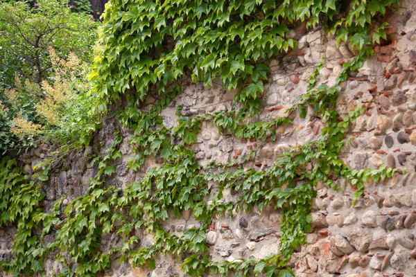 Antecedentes Hojas de hiedra en la antigua pared de piedra vintage en primavera i — Foto de Stock