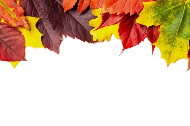 Sonbahar kompozisyonu, sonbahar renkli yaprakların çerçevesi