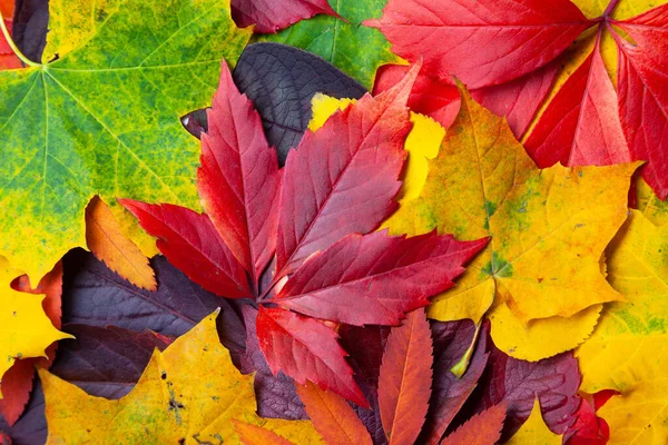 Collection of different autumn colored leaves, texture background Stock Image