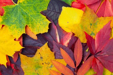 Farklı sonbahar renklerinde yaprak koleksiyonu, doku arkaplanı