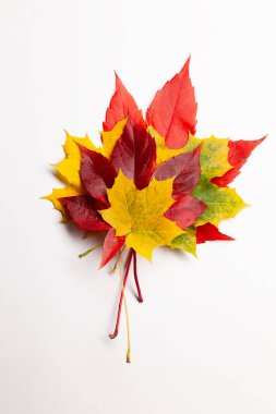 Çok sayıda sonbahar akçaağaç renkli yapraklar, doku arka planı