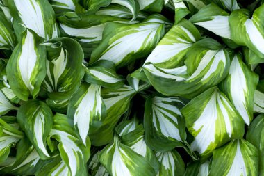 Yakın çekim yeşil yaprakları doku görünümünü