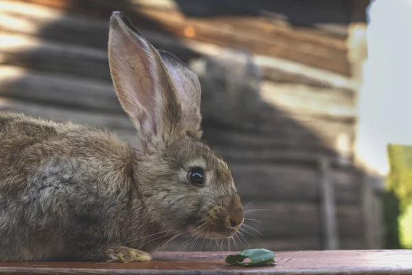ウサギの納屋の前でかわいい茶色ウサギ — ストック写真