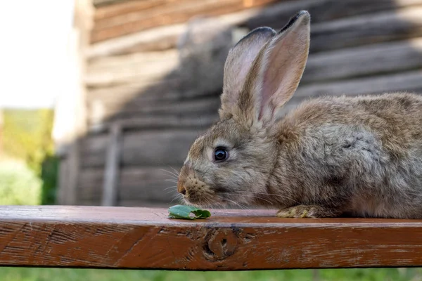 ウサギの納屋の前でかわいい茶色ウサギ — ストック写真