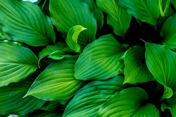 Vista Perto Textura Das Folhas Verdes — Fotografia de Stock