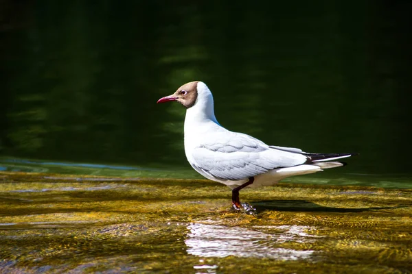 white seagull standing in water