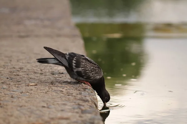 Dove Drinking Water River City Park Rainy Weather — Stock Photo, Image